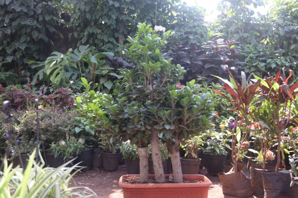 whatsapp image 2025 12 06 at 10.21.12 pm (1)